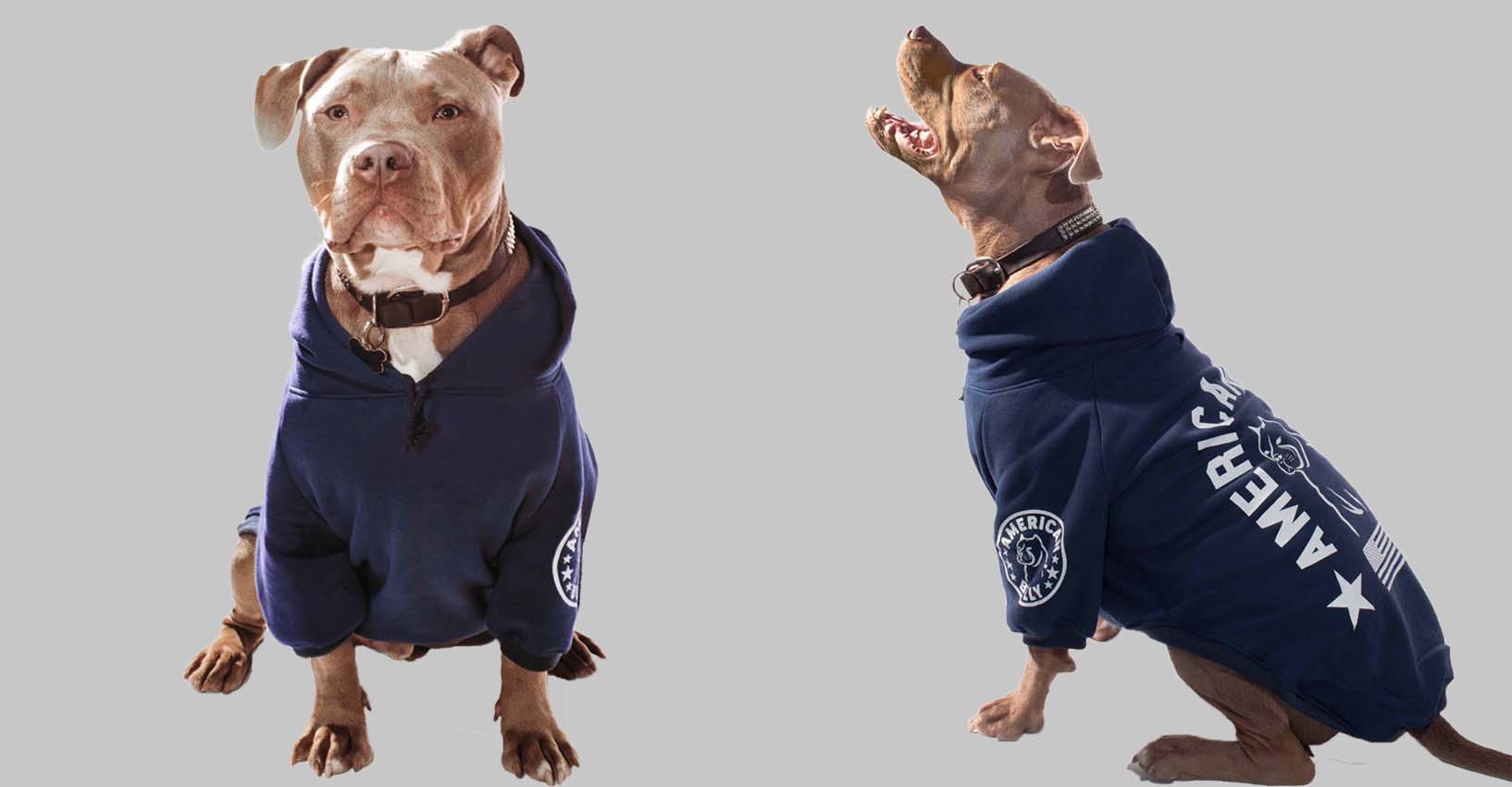 Clothes for shop american bully